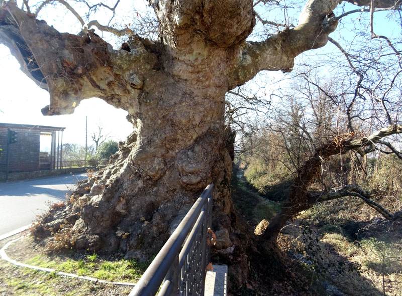 Platanus orientalis - loc. Platano (VR)